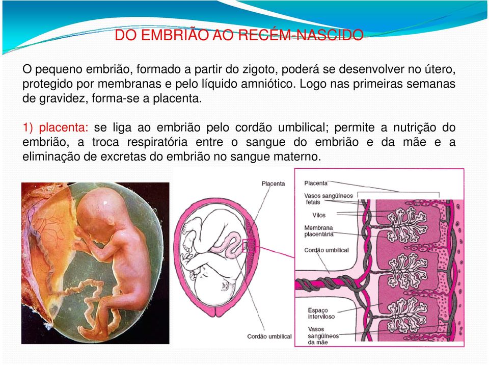 Logo nas primeiras semanas de gravidez, forma-se a placenta.