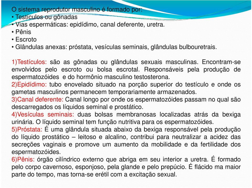 Encontram-se envolvidos pelo escroto ou bolsa escrotal. Responsáveis pela produção de espermatozóides e do hormônio masculino testosterona.