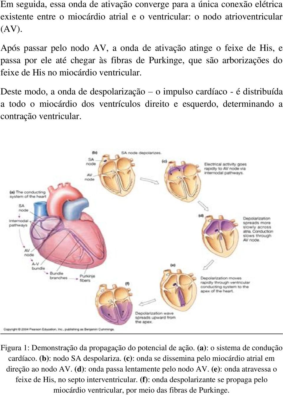 Deste modo, a onda de despolarização o impulso cardíaco - é distribuída a todo o miocárdio dos ventrículos direito e esquerdo, determinando a contração ventricular.