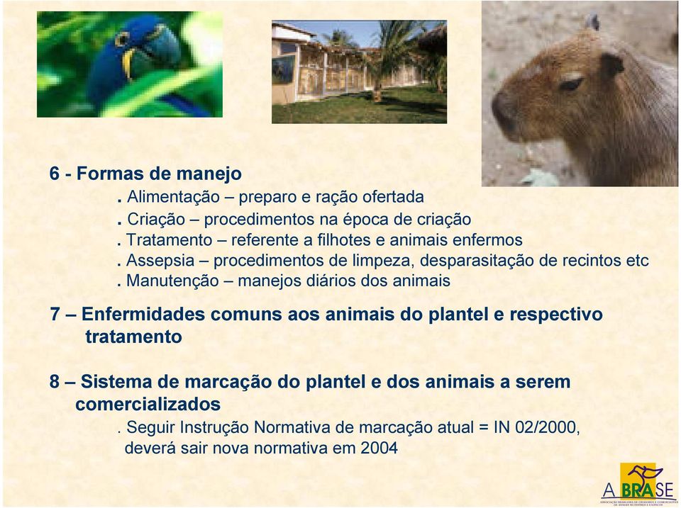 Manutenção manejos diários dos animais 7 Enfermidades comuns aos animais do plantel e respectivo tratamento 8 Sistema de