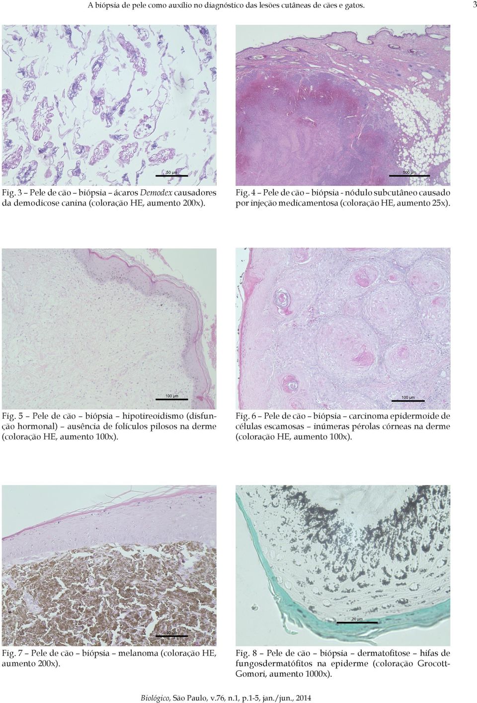 5 Pele de cão biópsia hipotireoidismo (disfunção hormonal) ausência de folículos pilosos na derme (coloração HE, aumento 100x). Fig.