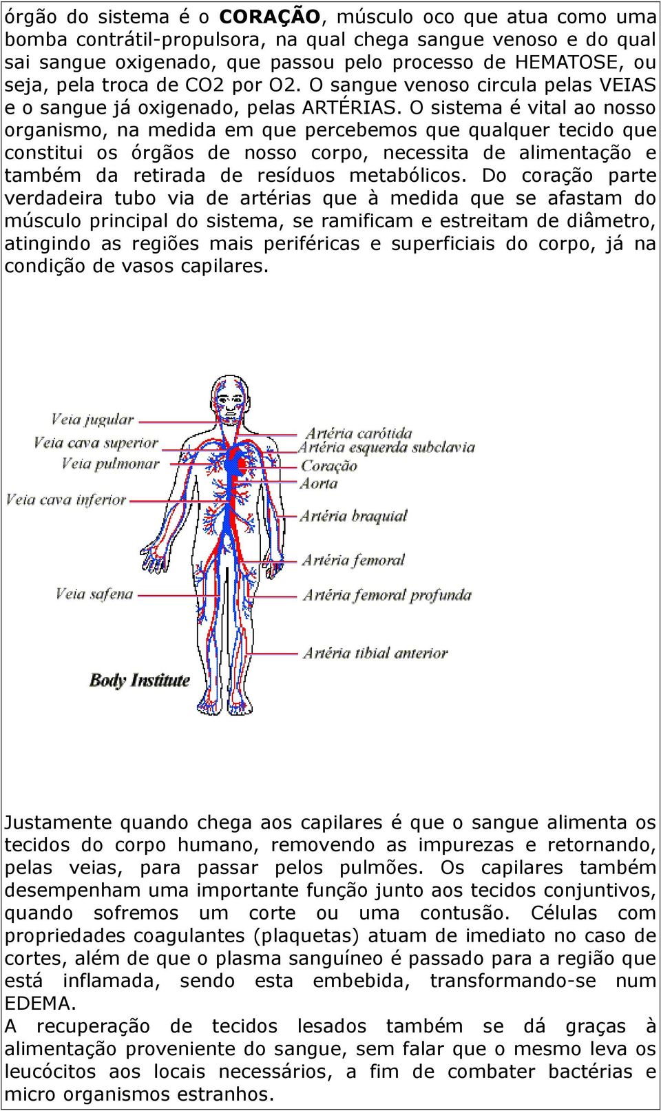 O sistema é vital ao nosso organismo, na medida em que percebemos que qualquer tecido que constitui os órgãos de nosso corpo, necessita de alimentação e também da retirada de resíduos metabólicos.