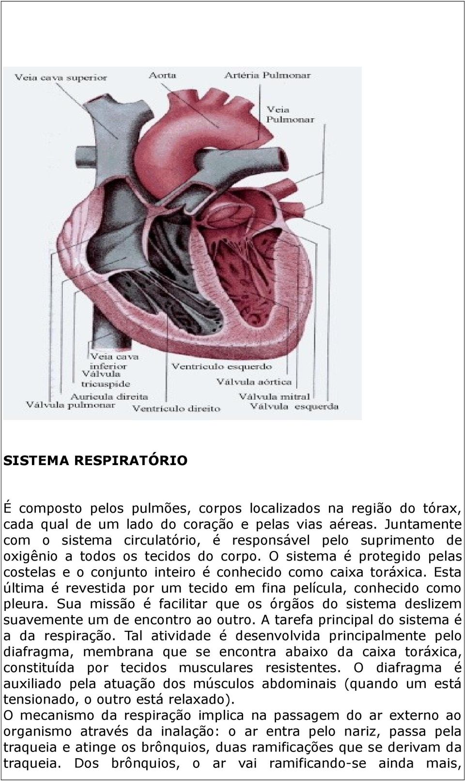 Esta última é revestida por um tecido em fina película, conhecido como pleura. Sua missão é facilitar que os órgãos do sistema deslizem suavemente um de encontro ao outro.