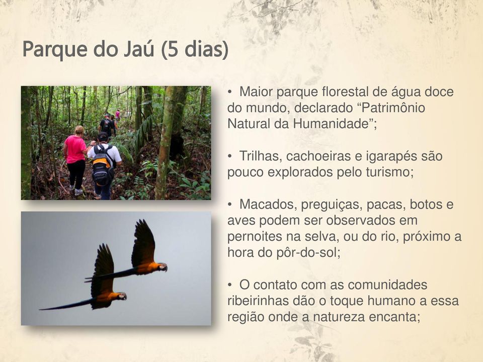 pacas, botos e aves podem ser observados em pernoites na selva, ou do rio, próximo a hora do
