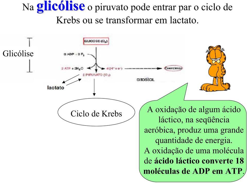 Glicólise Ciclo de Krebs A oxidação de algum ácido láctico, na seqüência