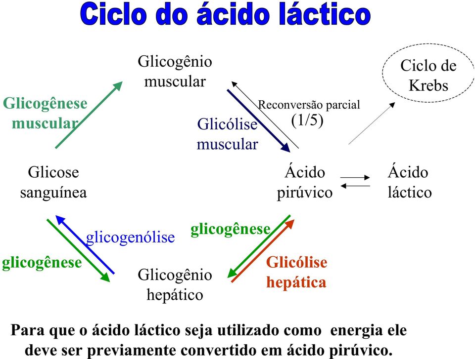 glicogenólise Glicogênio hepático glicogênese Glicólise hepática Para que o ácido