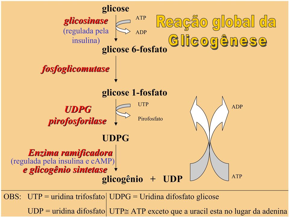 Pirofosfato e glicogênio sintetase glicogênio + UDP ADP ATP OBS: UTP = uridina trifosfato UDP =