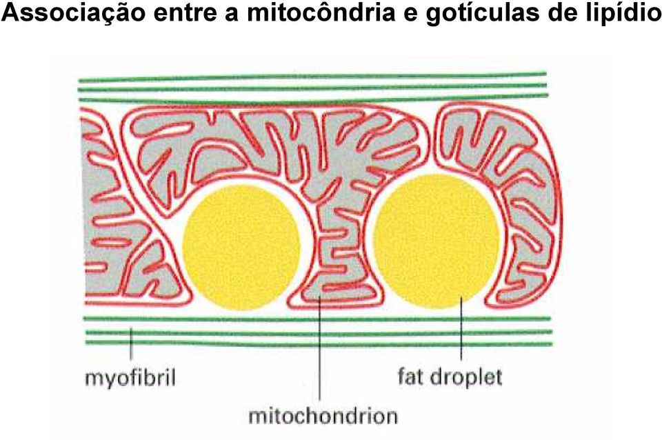 mitocôndria e