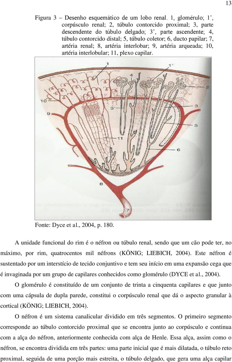 artéria renal; 8, artéria interlobar; 9, artéria arqueada; 10, artéria interlobular; 11, plexo capilar. Fonte: Dyce et al., 2004, p. 180.