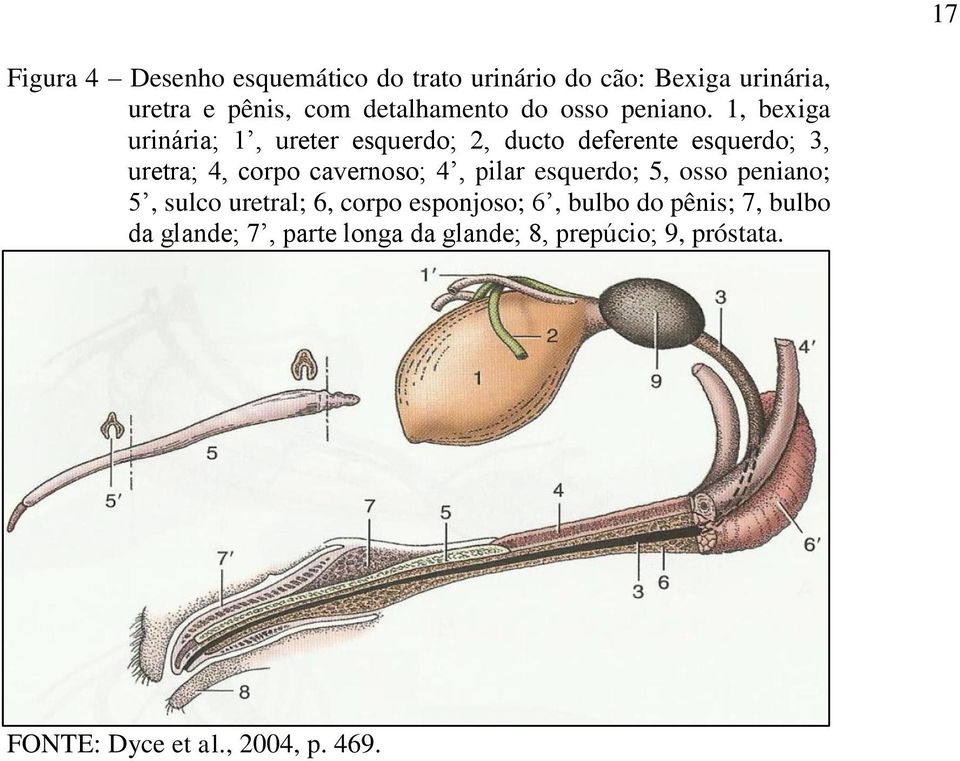 1, bexiga urinária; 1, ureter esquerdo; 2, ducto deferente esquerdo; 3, uretra; 4, corpo cavernoso; 4,