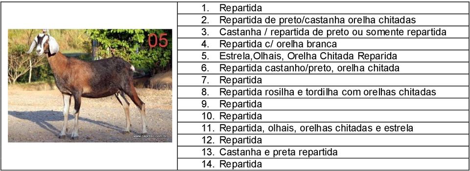 Estrela,Olhais, Orelha Chitada Reparida 6. Repartida castanho/preto, orelha chitada 7. Repartida 8.