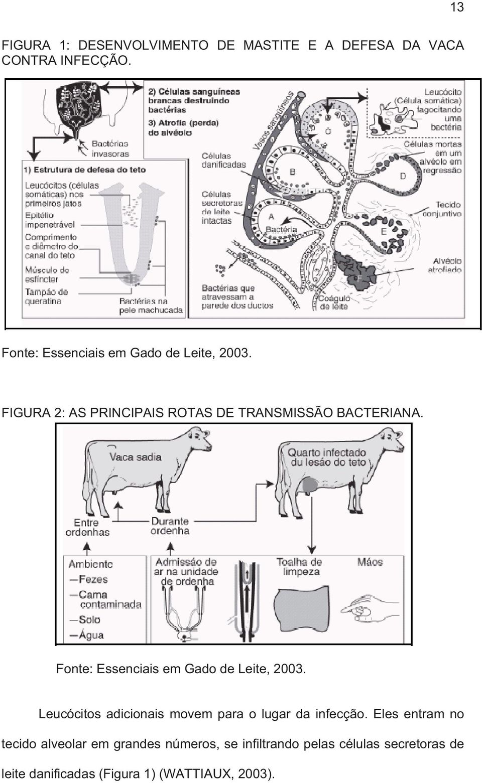 Fonte: Essenciais em Gado de Leite, 2003. Leucócitos adicionais movem para o lugar da infecção.