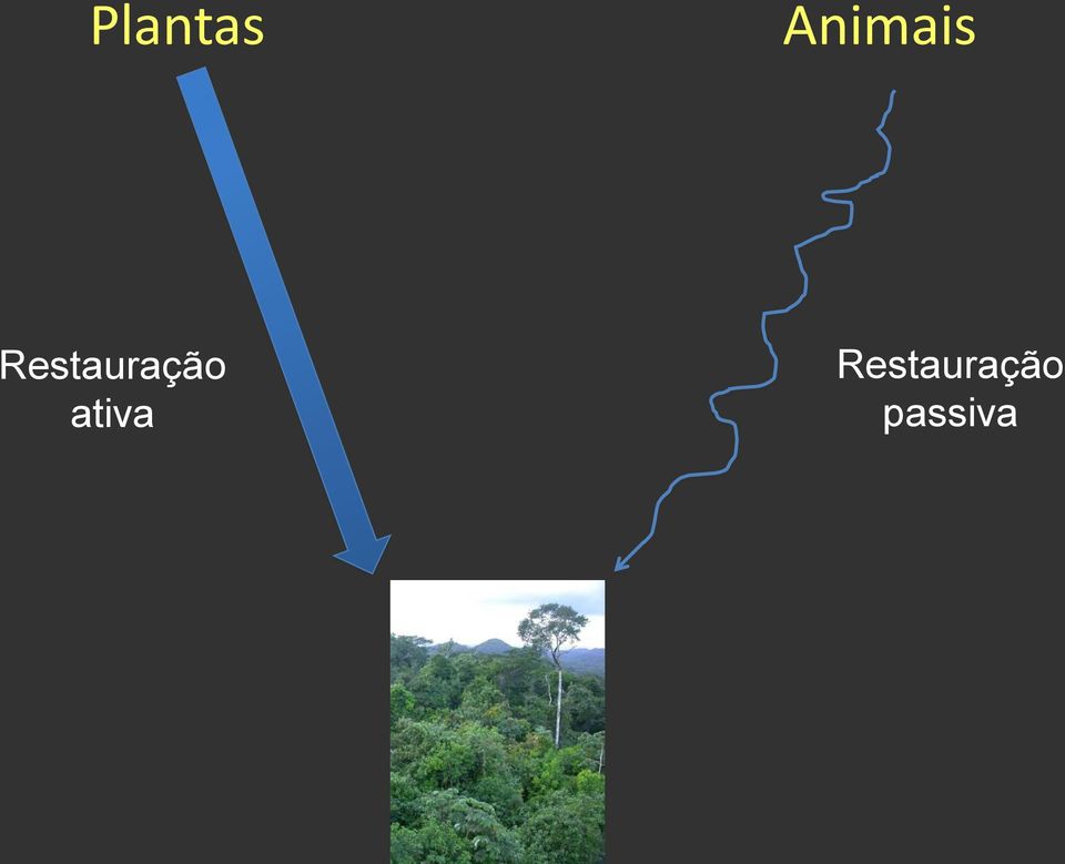 Restauração