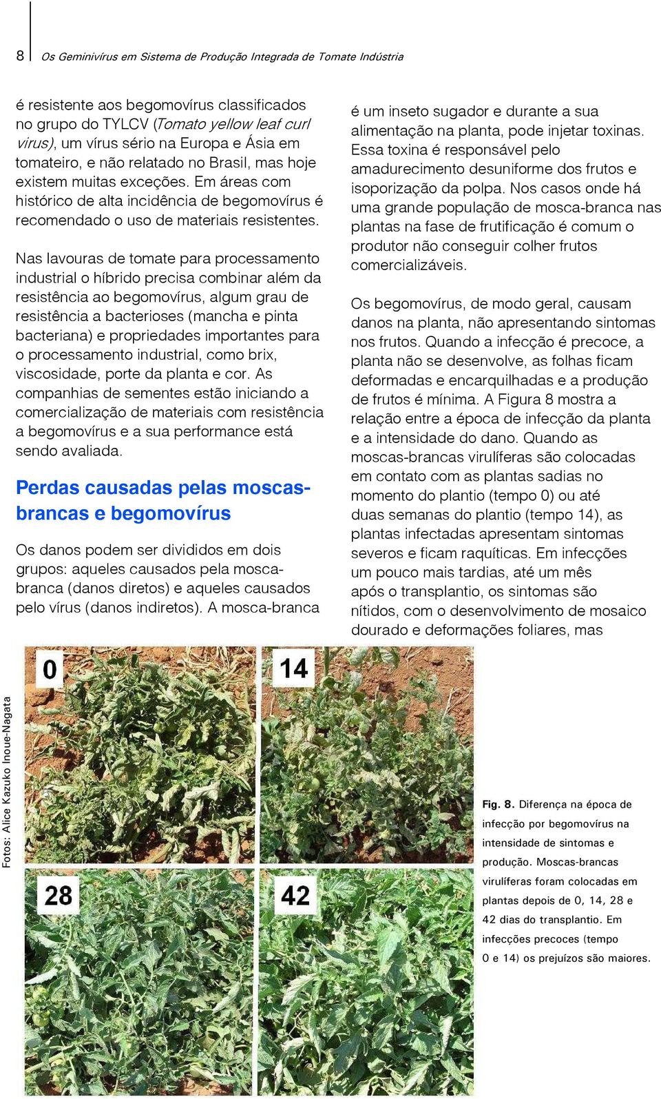 Nas lavouras de tomate para processamento industrial o híbrido precisa combinar além da resistência ao begomovírus, algum grau de resistência a bacterioses (mancha e pinta bacteriana) e propriedades