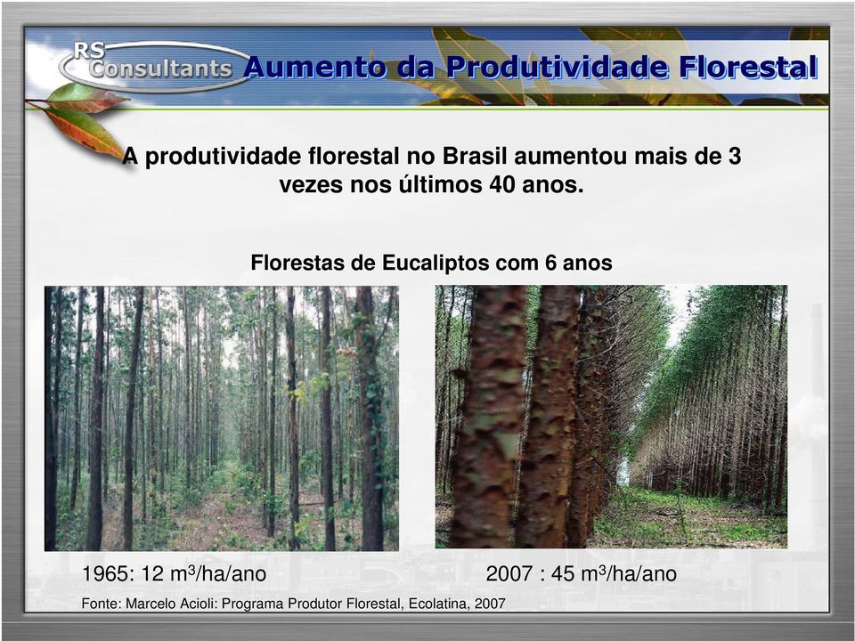 Florestas de Eucaliptos com 6 anos 1965: 12 m 3 /ha/ano 2007 : 45