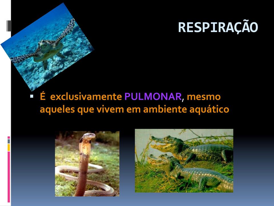 PULMONAR, mesmo