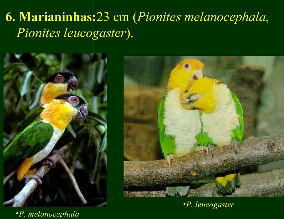 Pionites leucogaster). P.