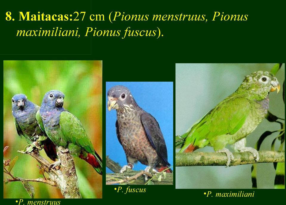 maximiliani, Pionus fuscus).