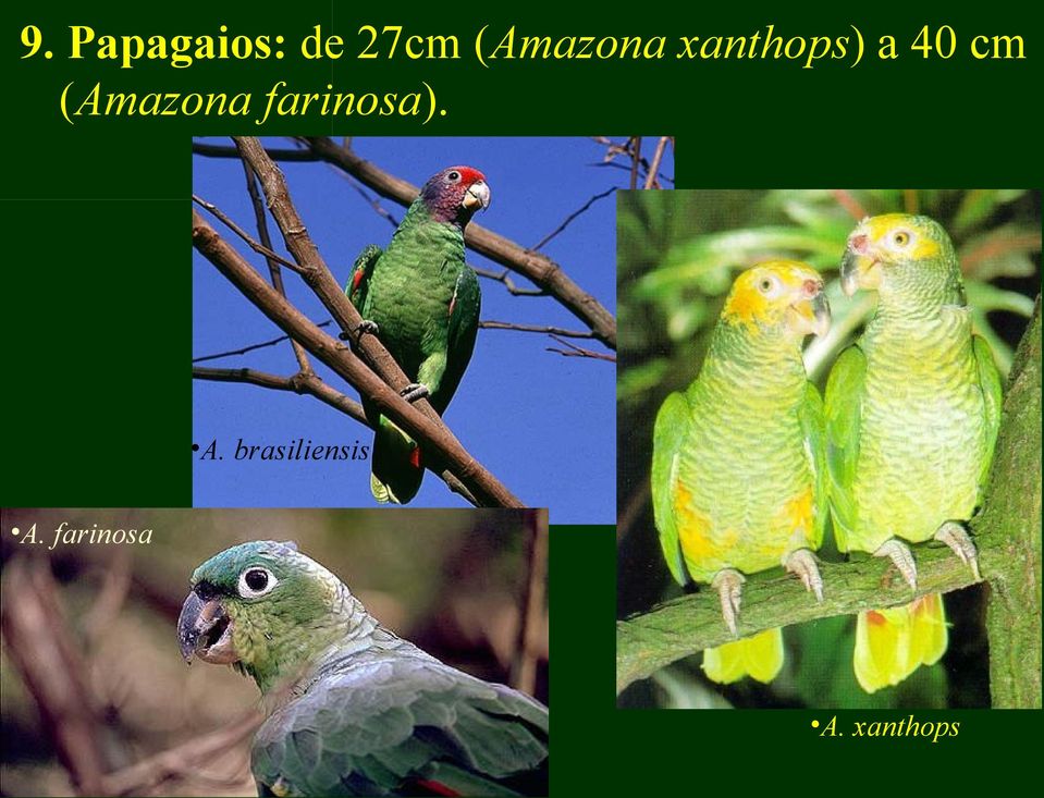 (Amazona farinosa). A.