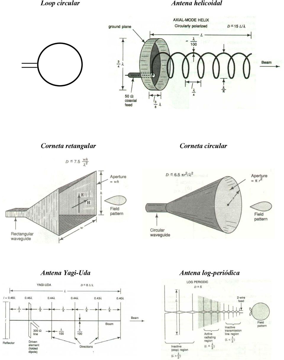 etangula Coneta cicula