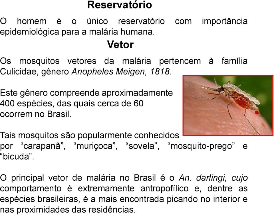 Este gênero compreende aproximadamente 400 espécies, das quais cerca de 60 ocorrem no Brasil.