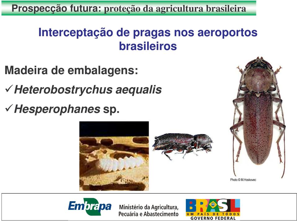 pragas nos aroportos brasiliros