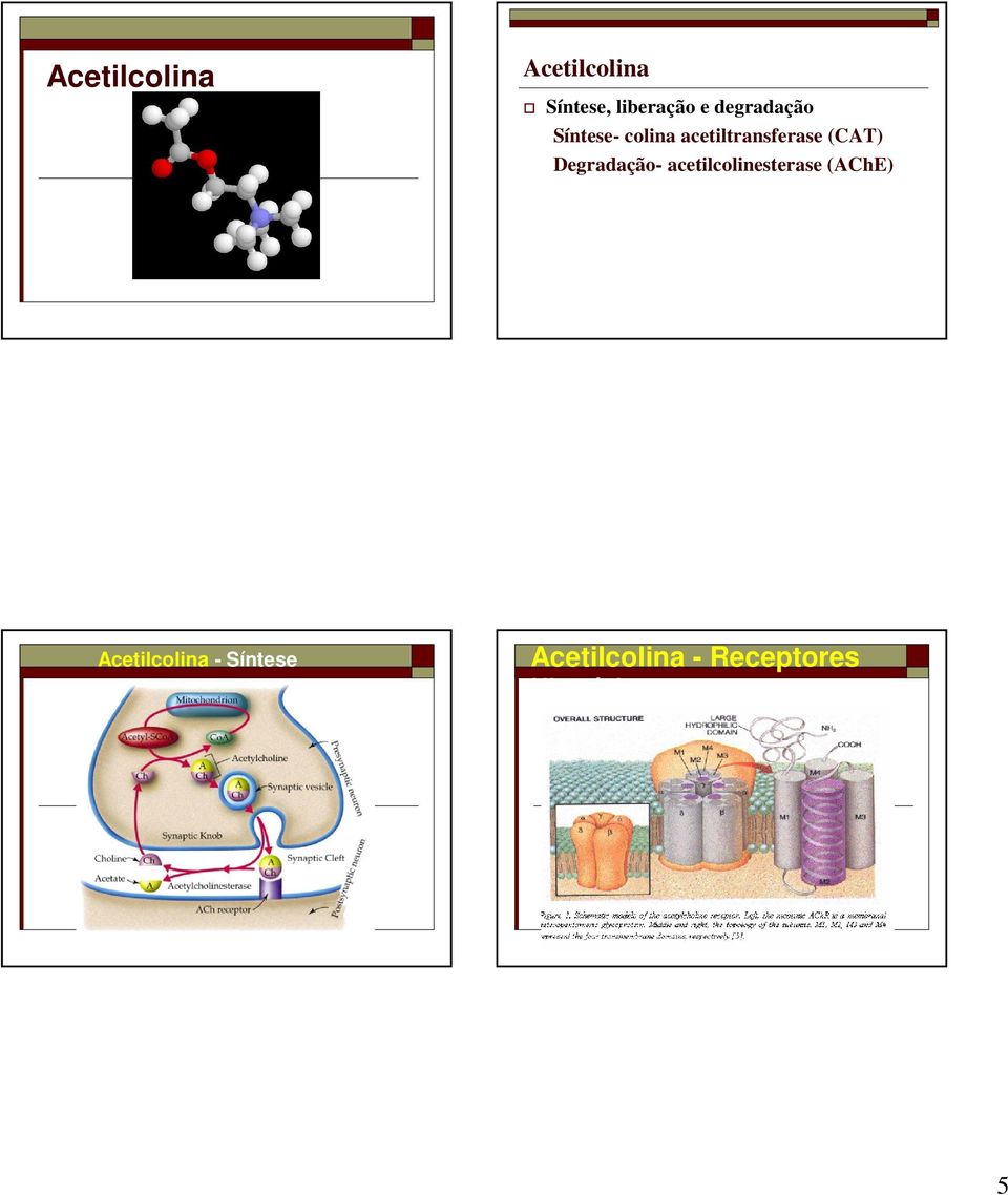 (CAT) Degradação- acetilcolinesterase (AChE)