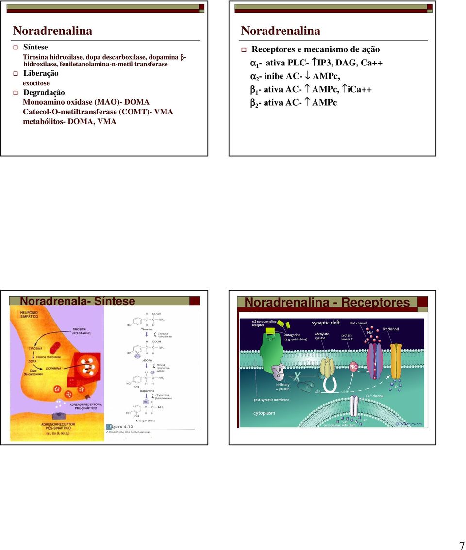 Catecol-O-metiltransferase (COMT)- VMA metabólitos- DOMA, VMA Noradrenalina Receptores e mecanismo de ação α 1 -