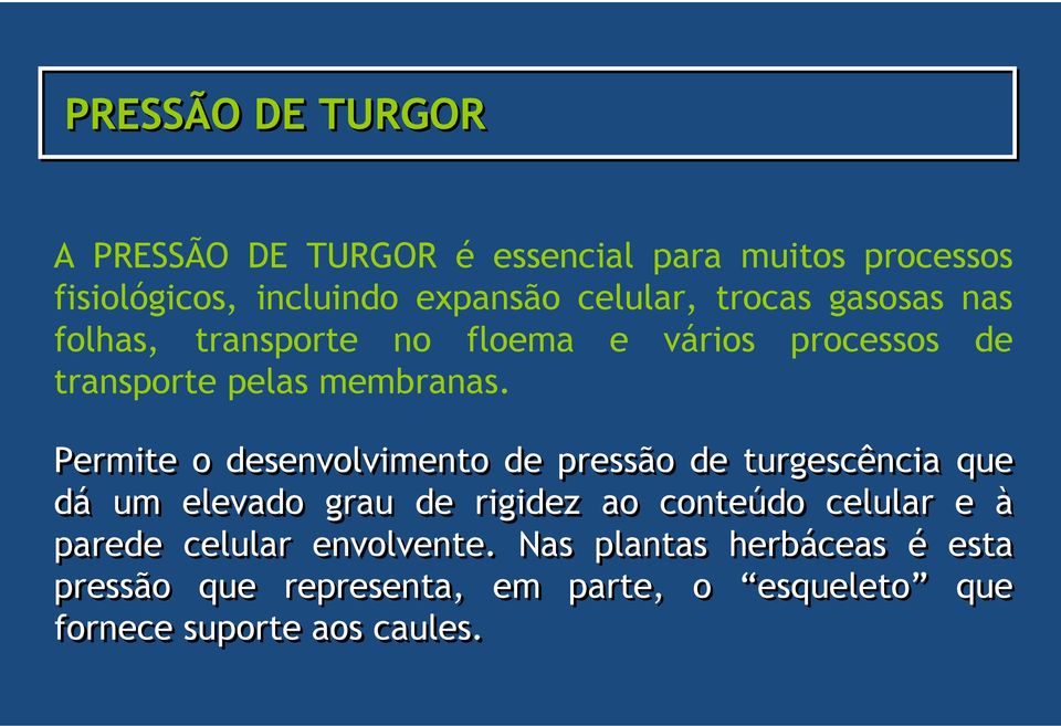 Permite o desenvolvimento de pressão de turgescência que dá um elevado grau de rigidez ao conteúdo celular e à