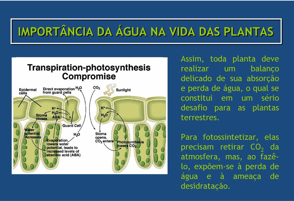 desafio para as plantas terrestres.