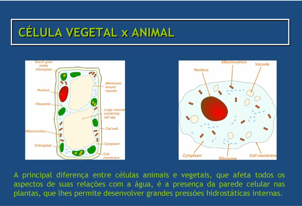 relações com a água, é a presença da parede celular nas