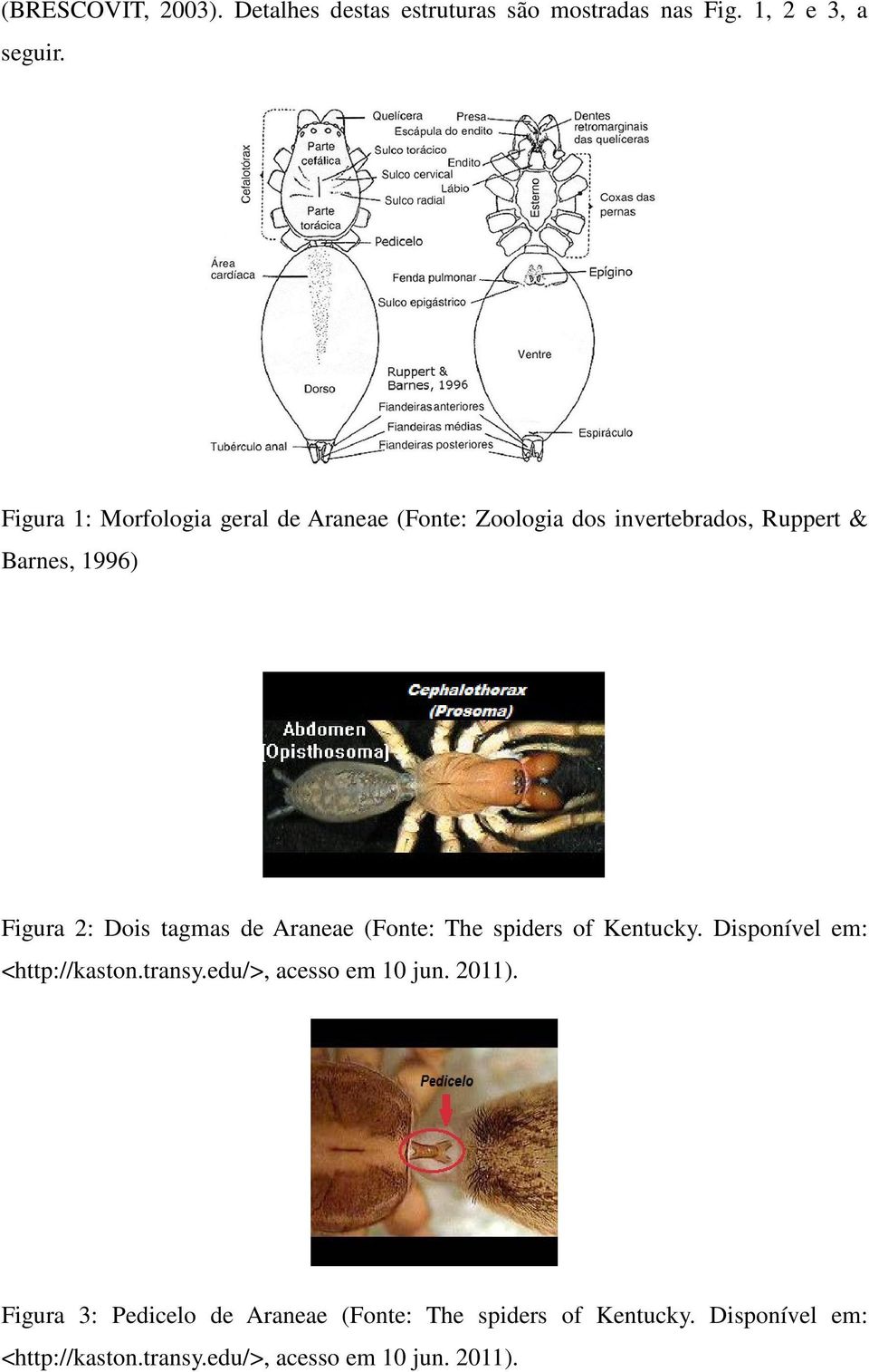 tagmas de Araneae (Fonte: The spiders of Kentucky. Disponível em: <http://kaston.transy.edu/>, acesso em 10 jun.