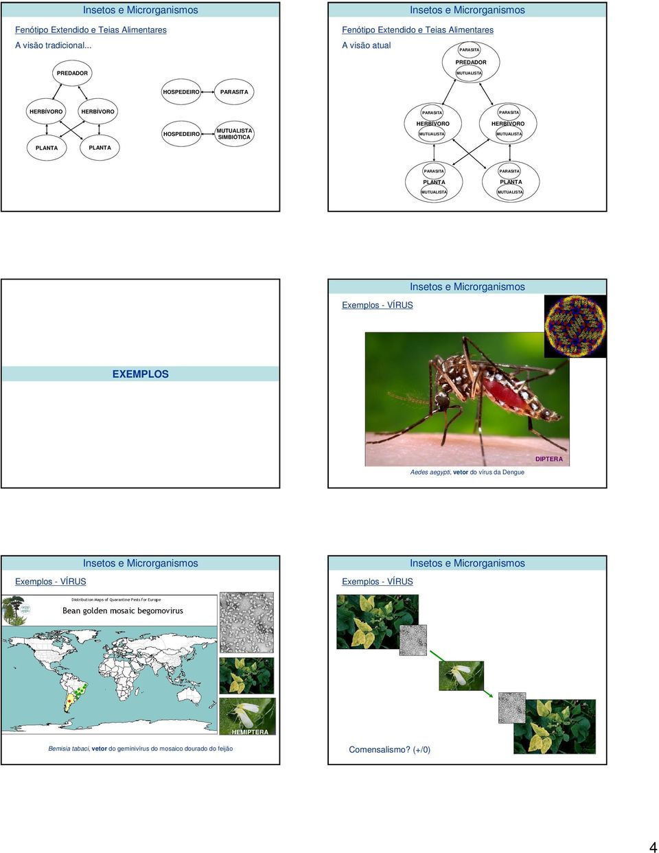 HERBÍVORO HOSPEDEIRO SIMBIÓTICA HERBÍVORO HERBÍVORO PLANTA PLANTA PLANTA PLANTA EXEMPLOS DIPTERA