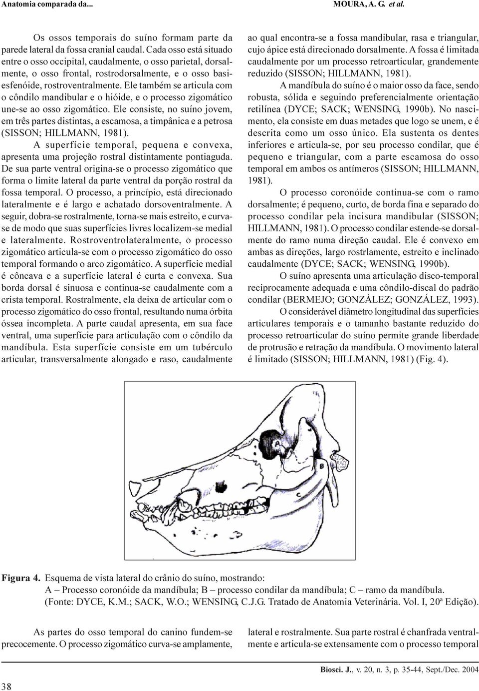 Ele também se articula com o côndilo mandibular e o hióide, e o processo zigomático une-se ao osso zigomático.