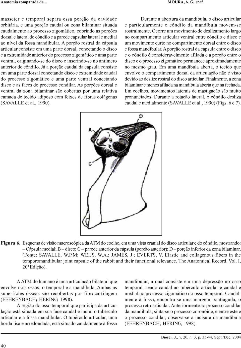A porção rostral da cápsula articular consiste em uma parte dorsal, conectando o disco e a extremidade anterior do processo zigomático e uma parte ventral, originando-se do disco e inserindo-se no