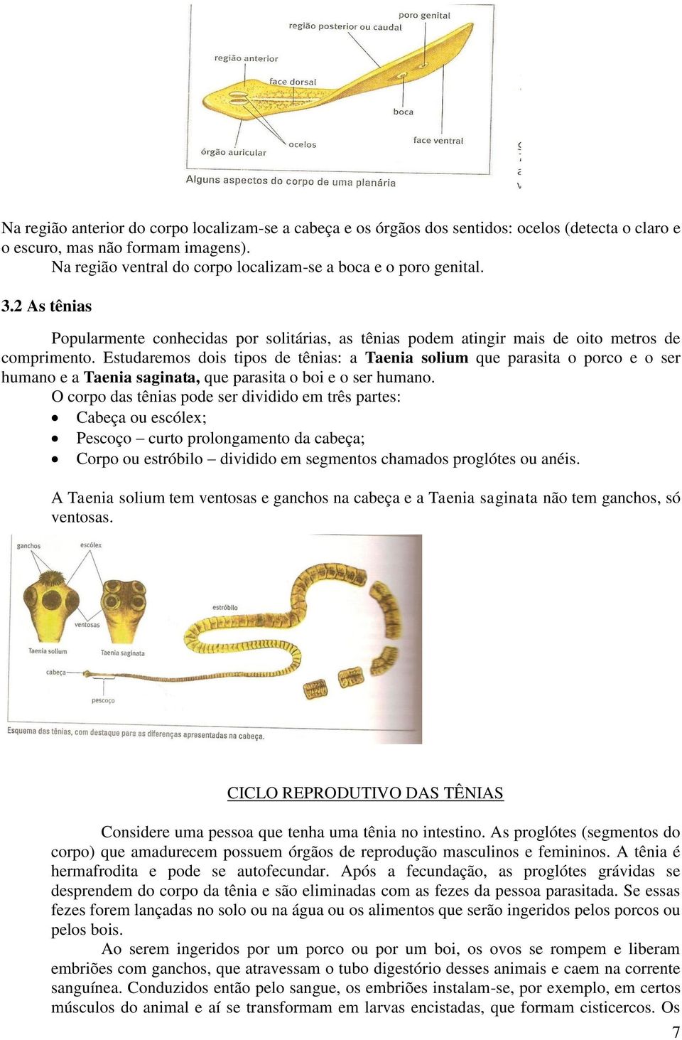 Estudaremos dois tipos de tênias: a Taenia solium que parasita o porco e o ser humano e a Taenia saginata, que parasita o boi e o ser humano.