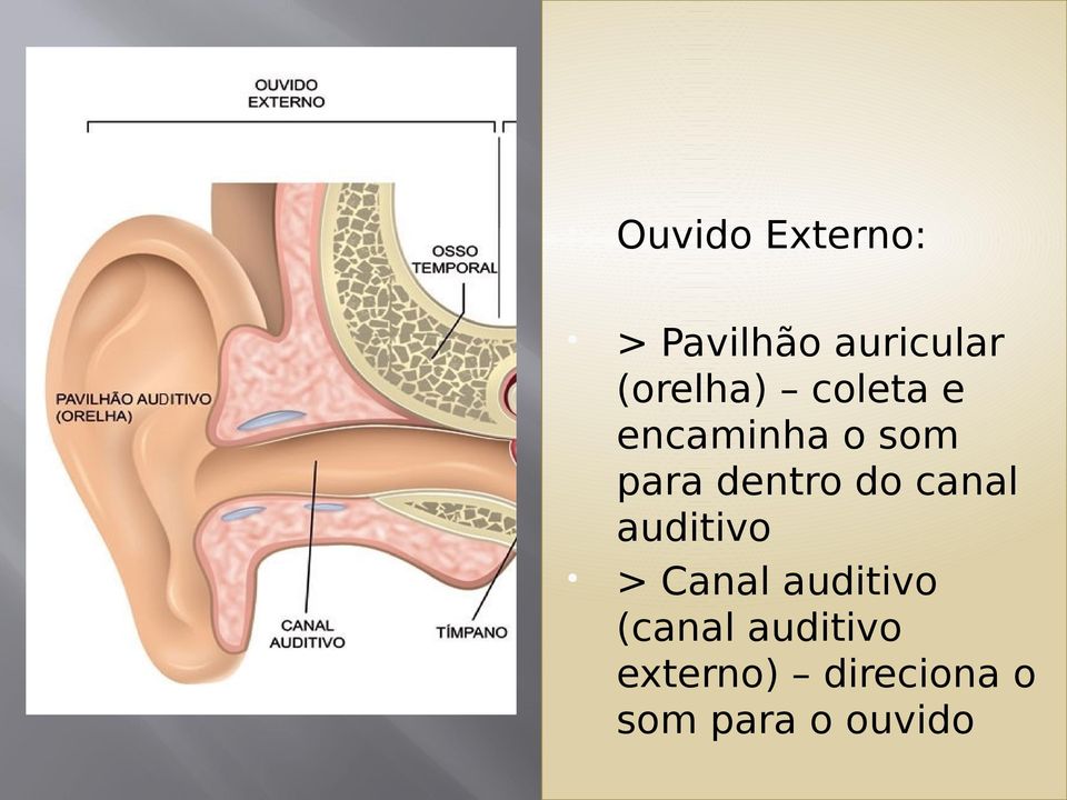 dentro do canal auditivo > Canal auditivo