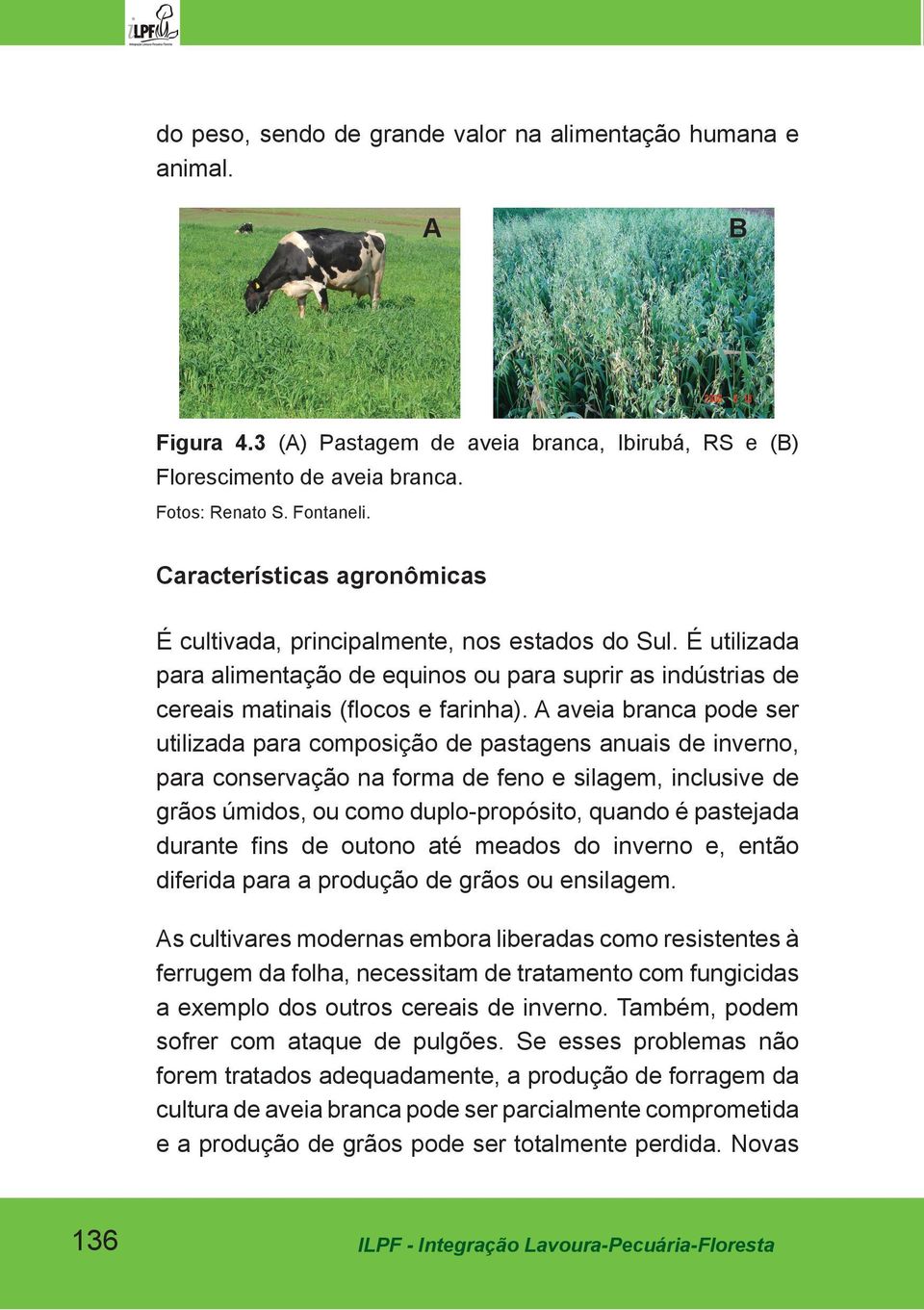 A aveia branca pode ser utilizada para composição de pastagens anuais de inverno, para conservação na forma de feno e silagem, inclusive de grãos úmidos, ou como duplo-propósito, quando é pastejada