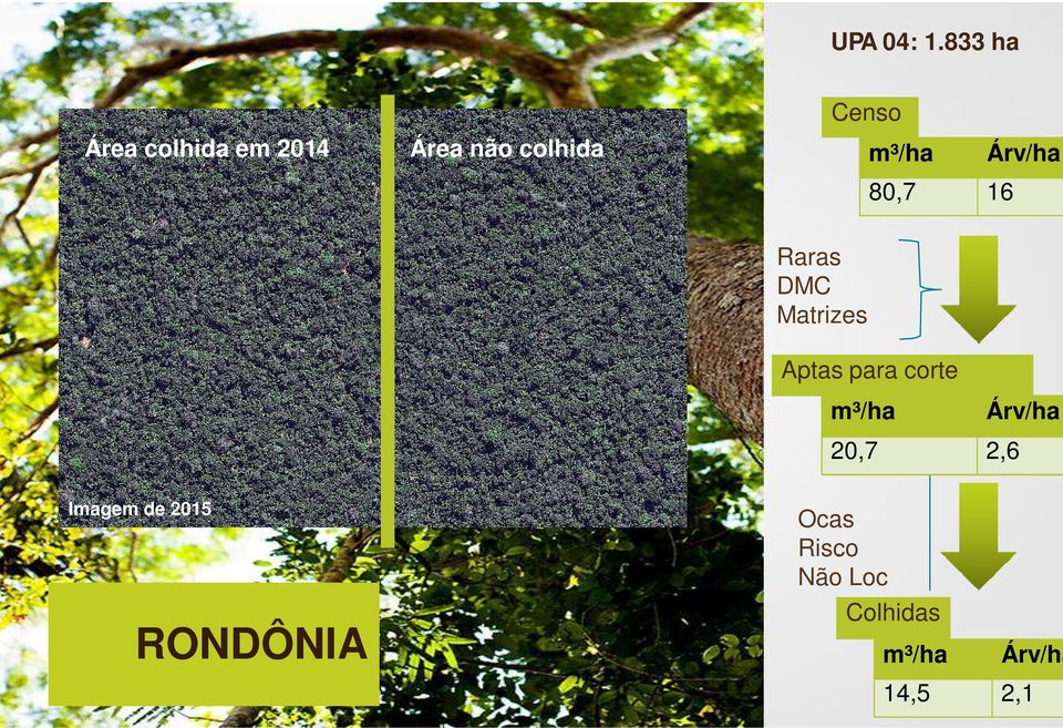 m³/ha Árv/ha 80,7 16 Raras DMC Matrizes Aptas para