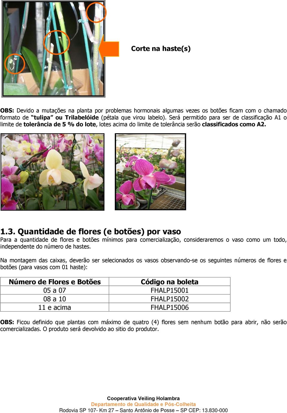 Quantidade de flores (e botões) por vaso Para a quantidade de flores e botões mínimos para comercialização, consideraremos o vaso como um todo, independente do número de hastes.