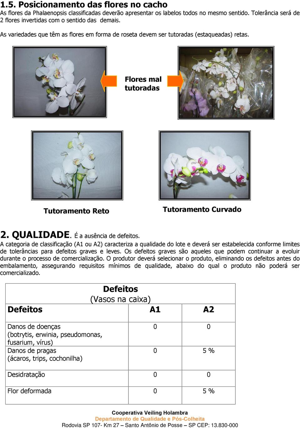 A categoria de classificação (A1 ou A2) caracteriza a qualidade do lote e deverá ser estabelecida conforme limites de tolerâncias para defeitos graves e leves.