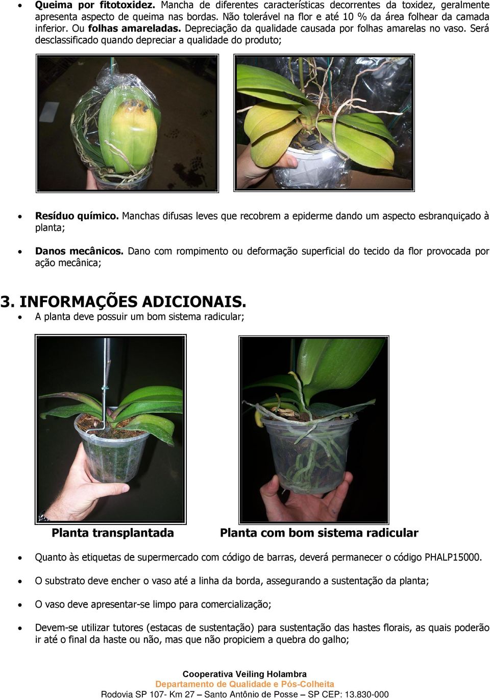 Será desclassificado quando depreciar a qualidade do produto; Resíduo químico. Manchas difusas leves que recobrem a epiderme dando um aspecto esbranquiçado à planta; Danos mecânicos.