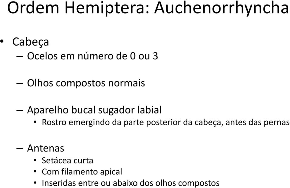 emergindo da parte posterior da cabeça, antes das pernas Antenas