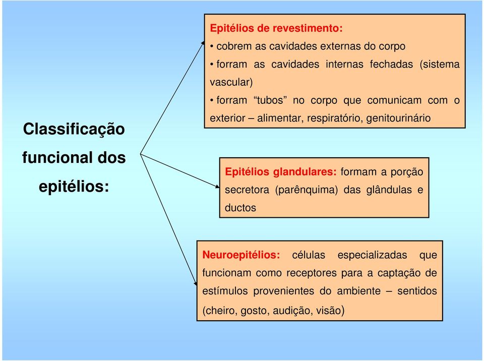 genitourinário Epitélios glandulares: formam a porção secretora (parênquima) das glândulas e ductos Neuroepitélios: células