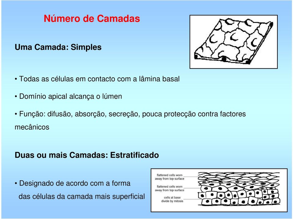 secreção, pouca protecção contra factores mecânicos Duas ou mais Camadas: