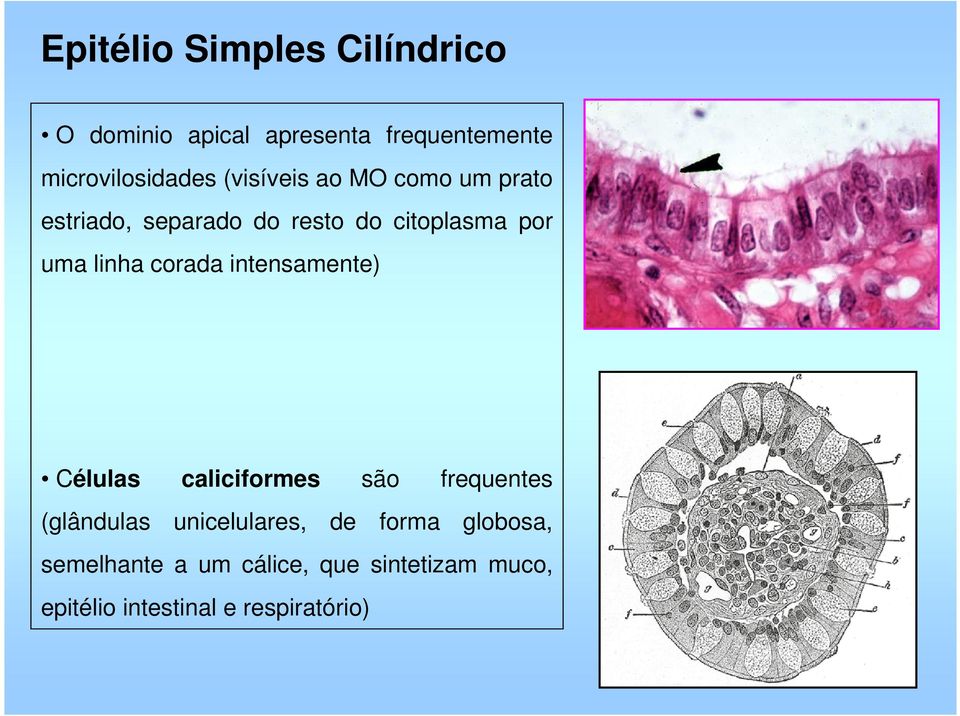 corada intensamente) Células caliciformes são frequentes (glândulas unicelulares, de
