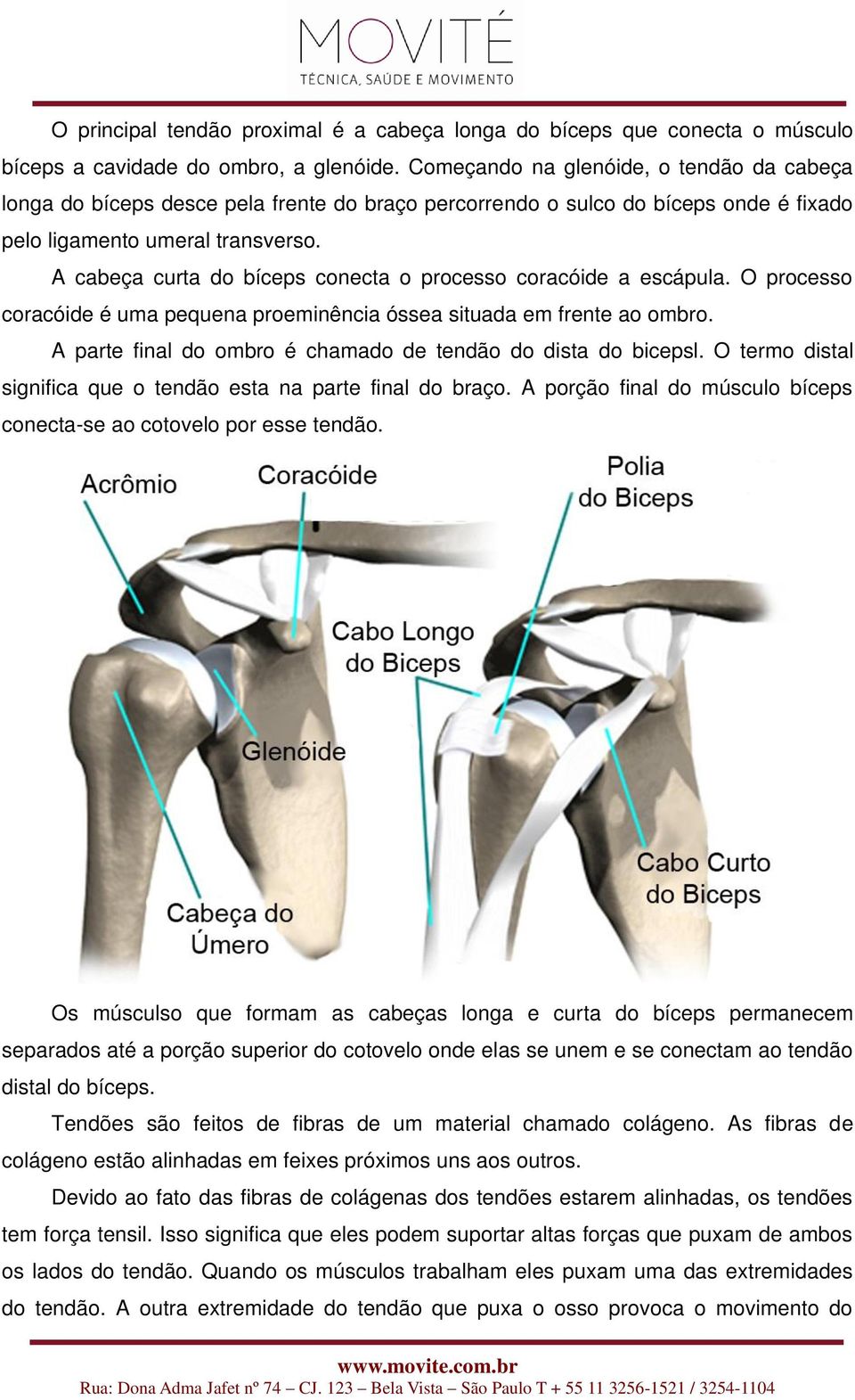 A cabeça curta do bíceps conecta o processo coracóide a escápula. O processo coracóide é uma pequena proeminência óssea situada em frente ao ombro.