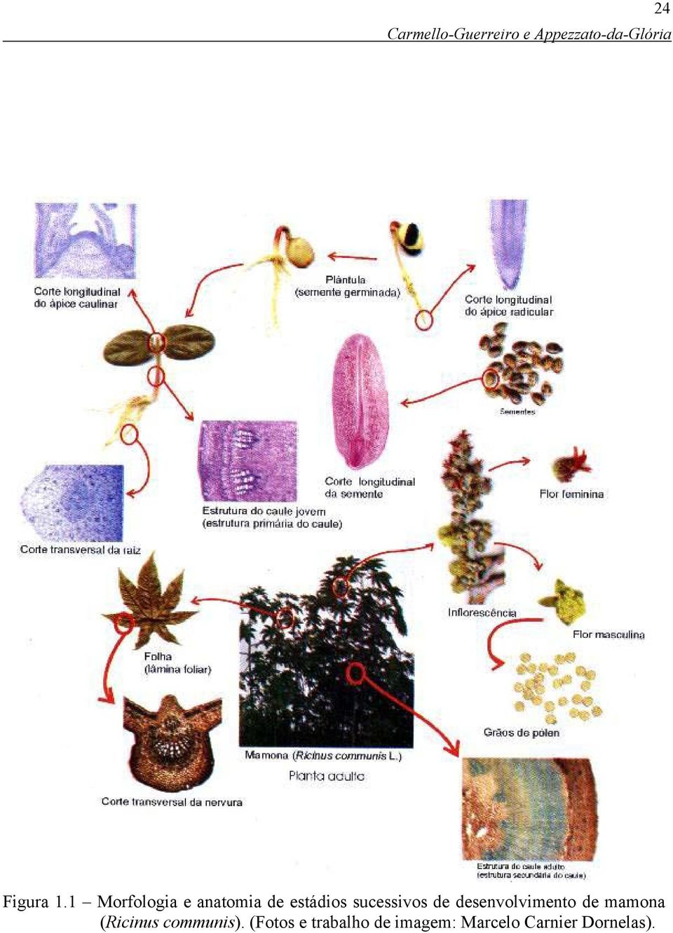 de desenvolvimento de mamona (Ricinus communis).