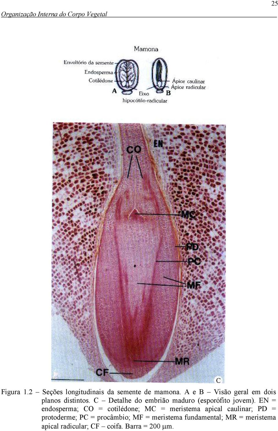 C Detalhe do embrião maduro (esporófito jovem).