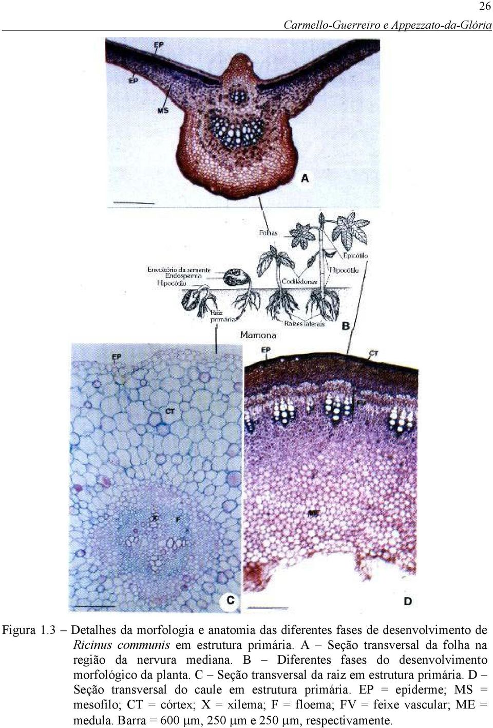 A Seção transversal da folha na região da nervura mediana. B Diferentes fases do desenvolvimento morfológico da planta.